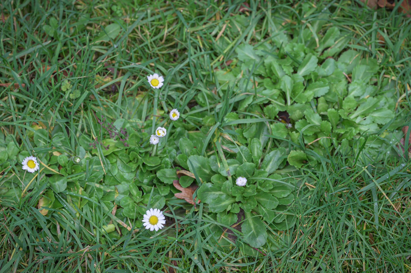 Madeliefjes in grasveld