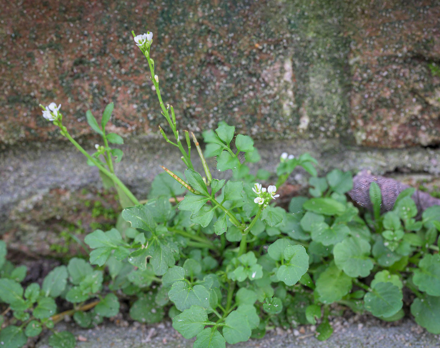 Kleine veldkers langs de rand van de stoep