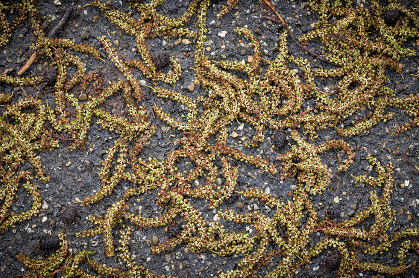 Katjes van de zwarte els op het asfalt